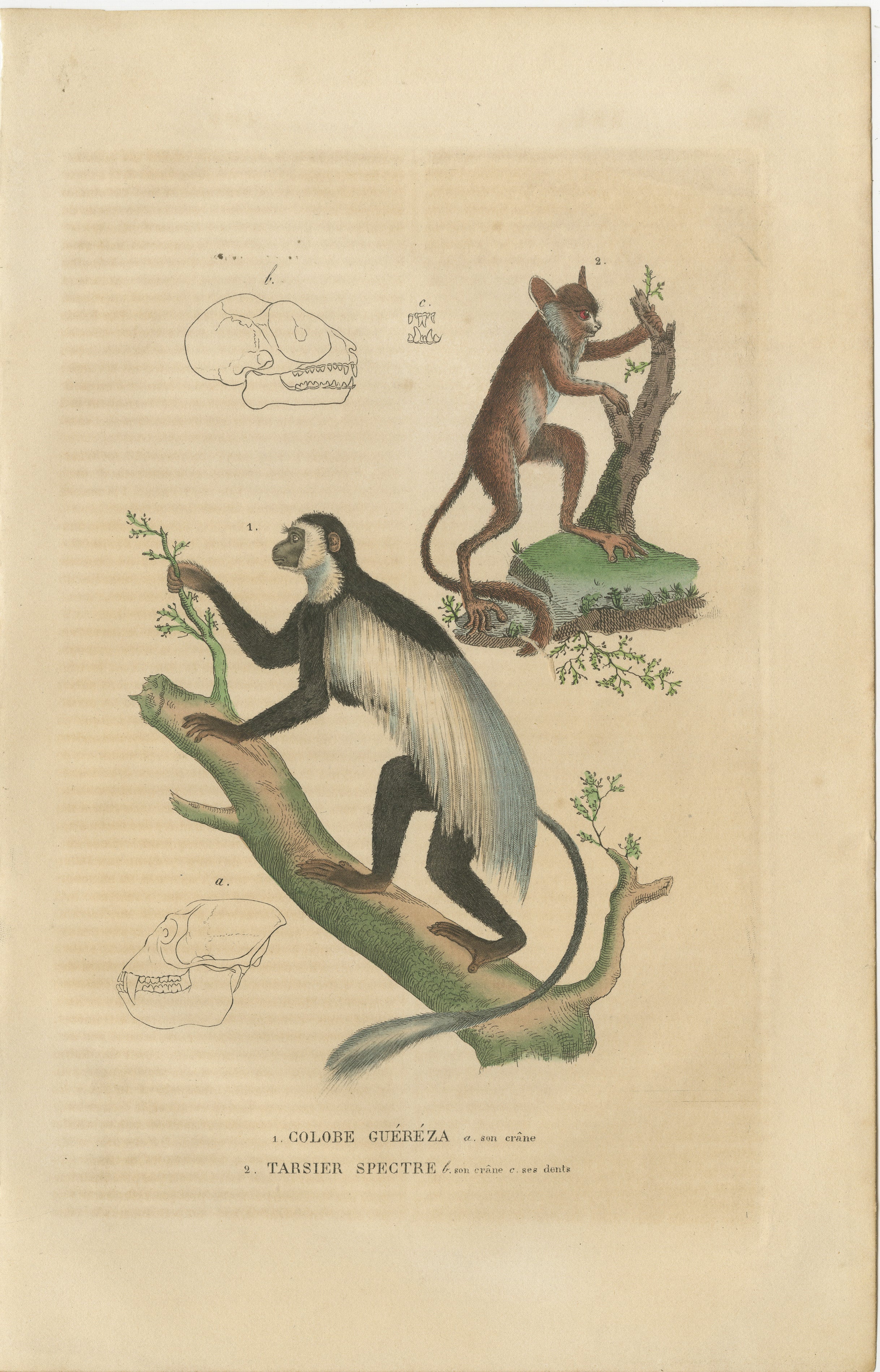 The illustration features two primates and accompanying anatomical sketches of their skulls, indicating a level of scientific study:

1. **Colobe Guéréza** - This is the Guereza, also known as the Eastern black-and-white colobus. It is notable for
