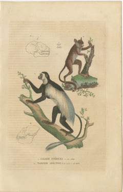 Arboreal Primates: The Eastern Black-and-White Colobus and Tarsier, 1845