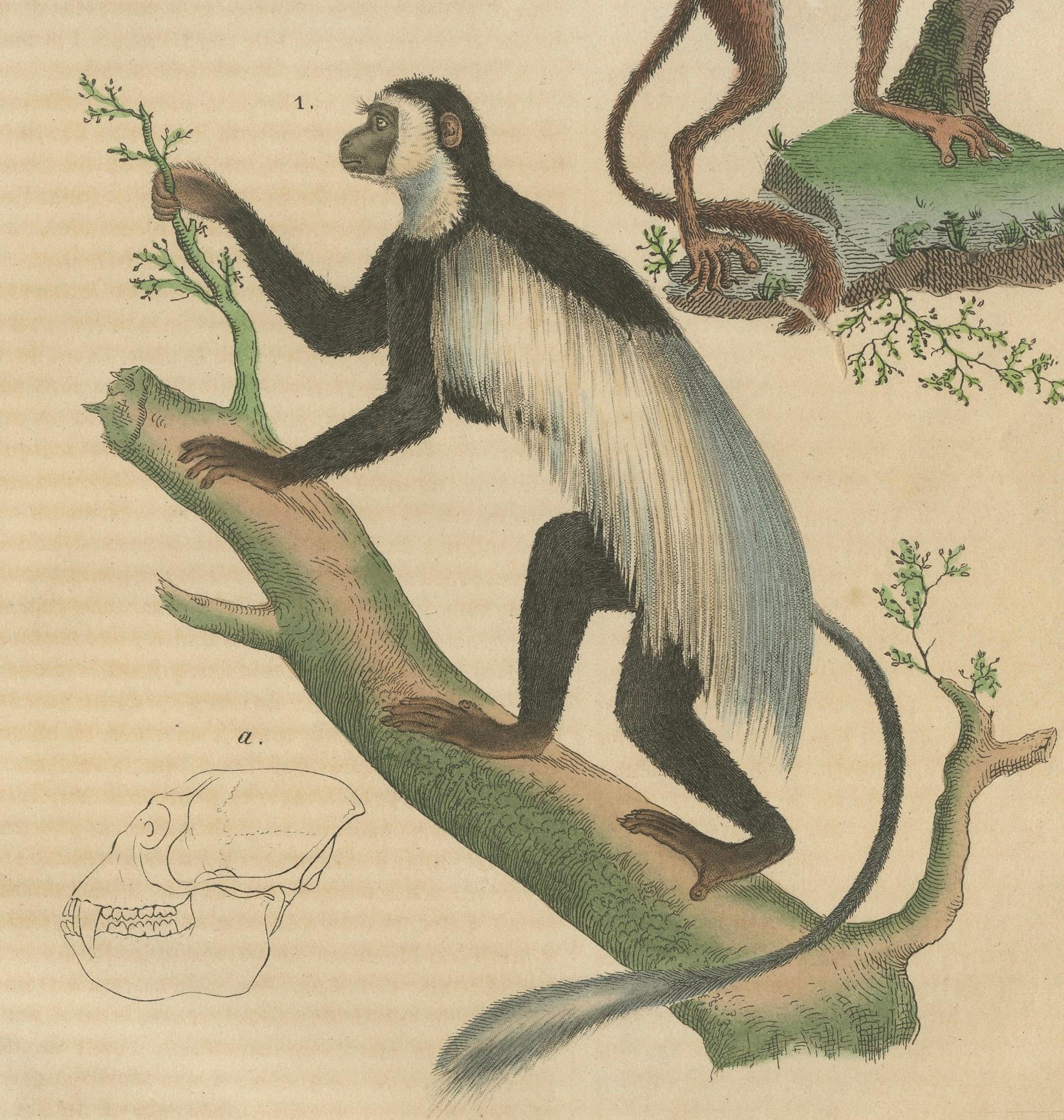 Engraved Arboreal Primates: The Eastern Black-and-White Colobus and Tarsier, 1845 For Sale