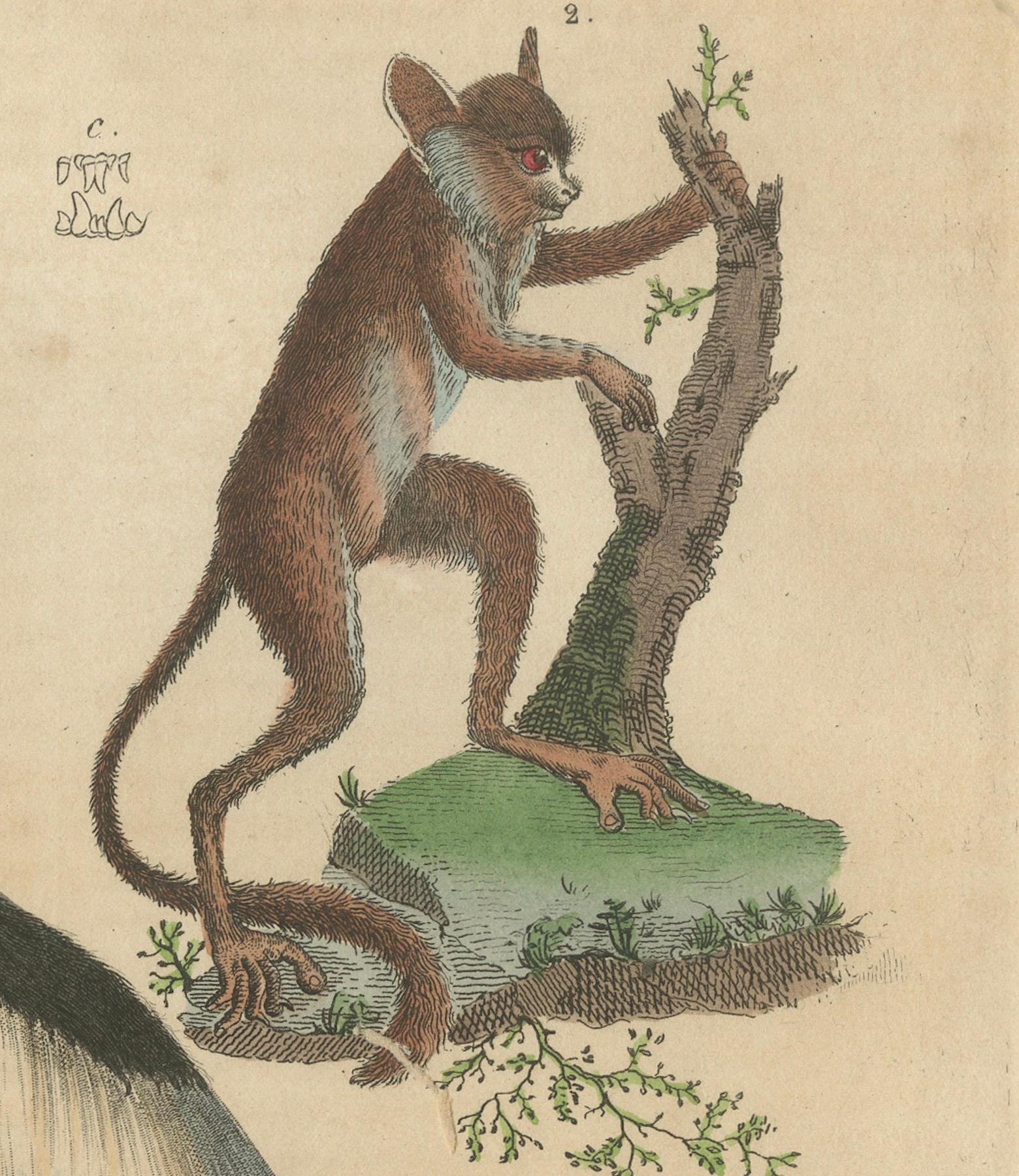 Arboreal Primates: The Eastern Black-and-White Colobus and Tarsier, 1845 In Good Condition For Sale In Langweer, NL