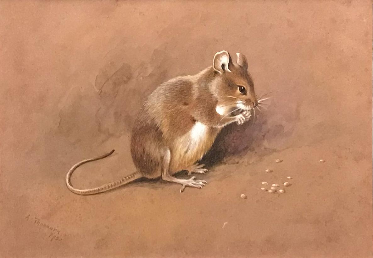 Archibald Thorburn Animal Painting – Feld- Maus aus dem Feld