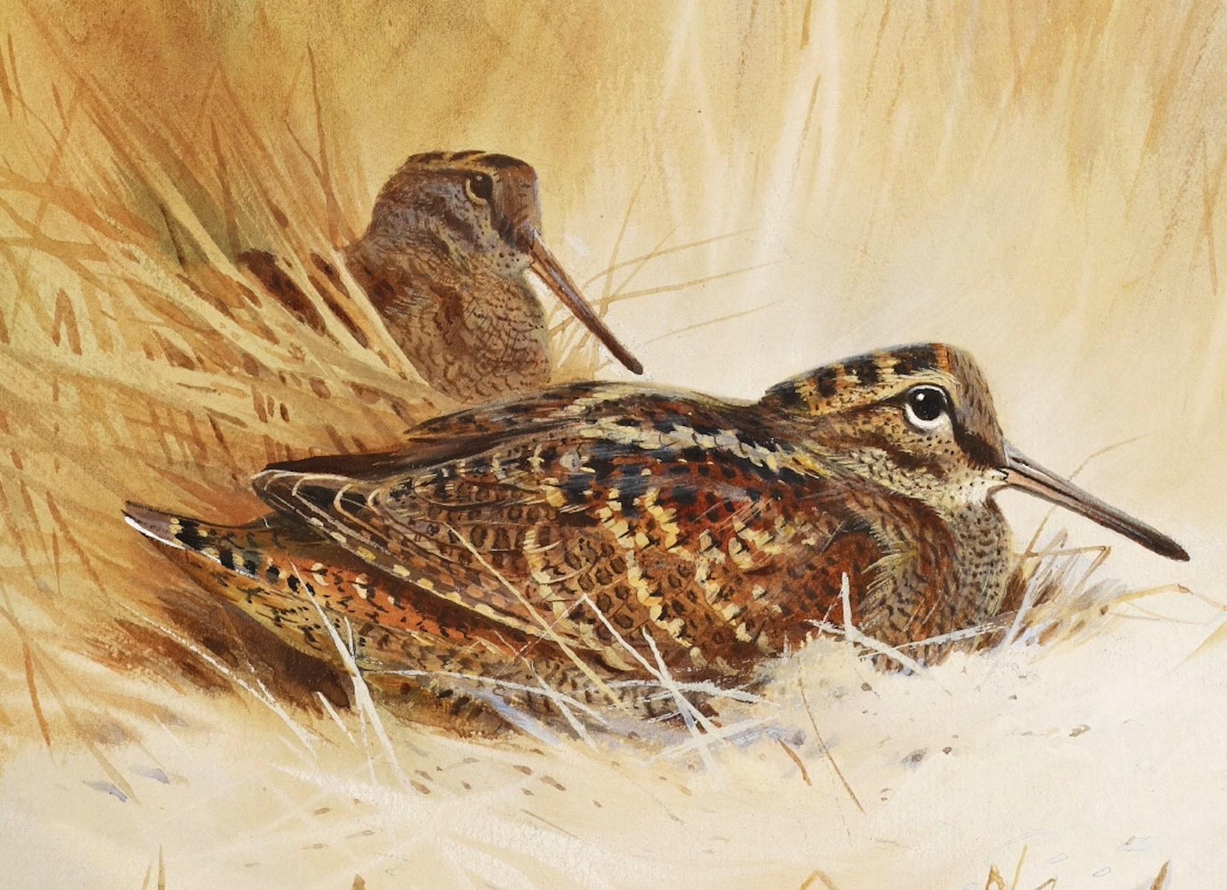 A Rare, Original Watercolour by Archibald Thorburn, Depicting a Woodcock Among The Dunes. This is an excellent example of his work, presented in fantastic condition. An opportunity not to be missed.
Signed and Dated (1918)
Approx 8