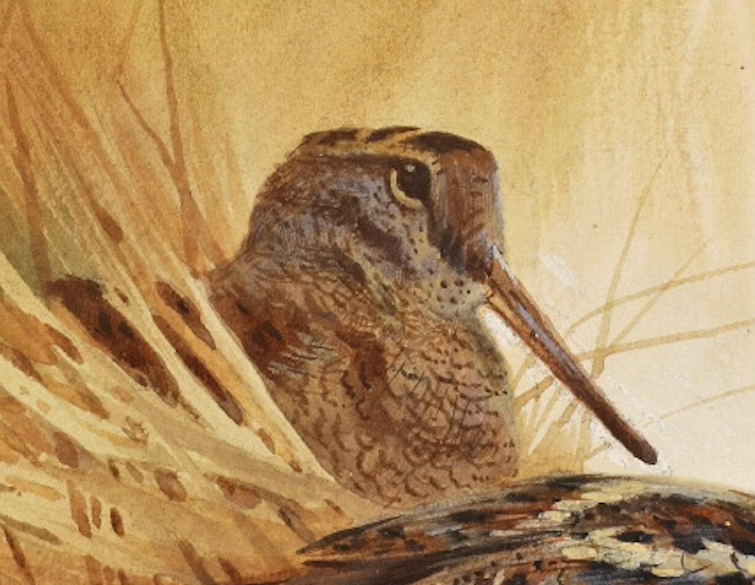 Archibald Thorburn Original Watercolour - Woodcock In Dunes For Sale 2