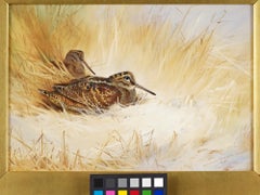 Archibald Thorburn Original Watercolour - Woodcock In Dunes