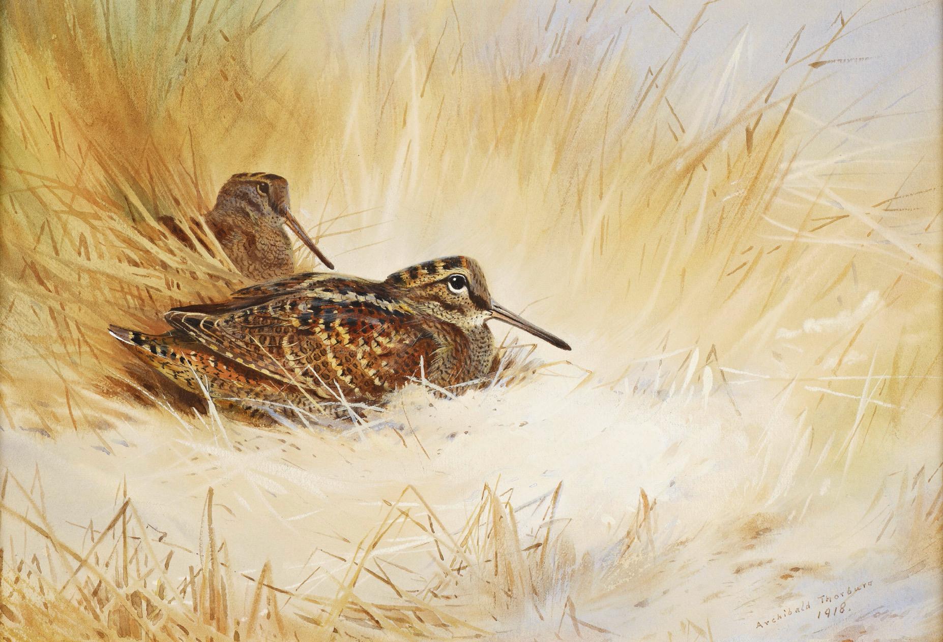 Archibald Thorburn Original Watercolour - Woodcock In Dunes