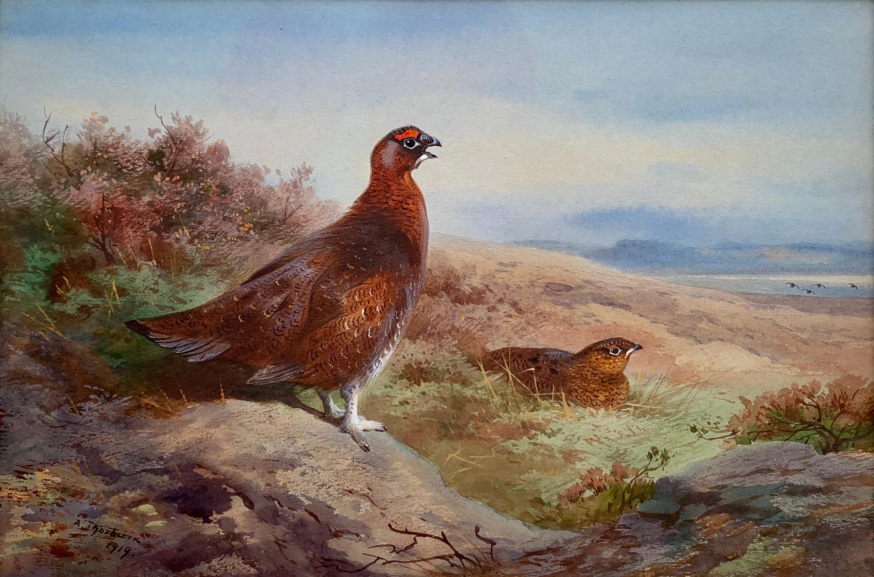 Archibald Thorburn Animal Painting - Grouse - Watercolour by Thorburn 