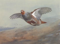 Partridge in Flight by Archibald Thorburn (1860-1935)