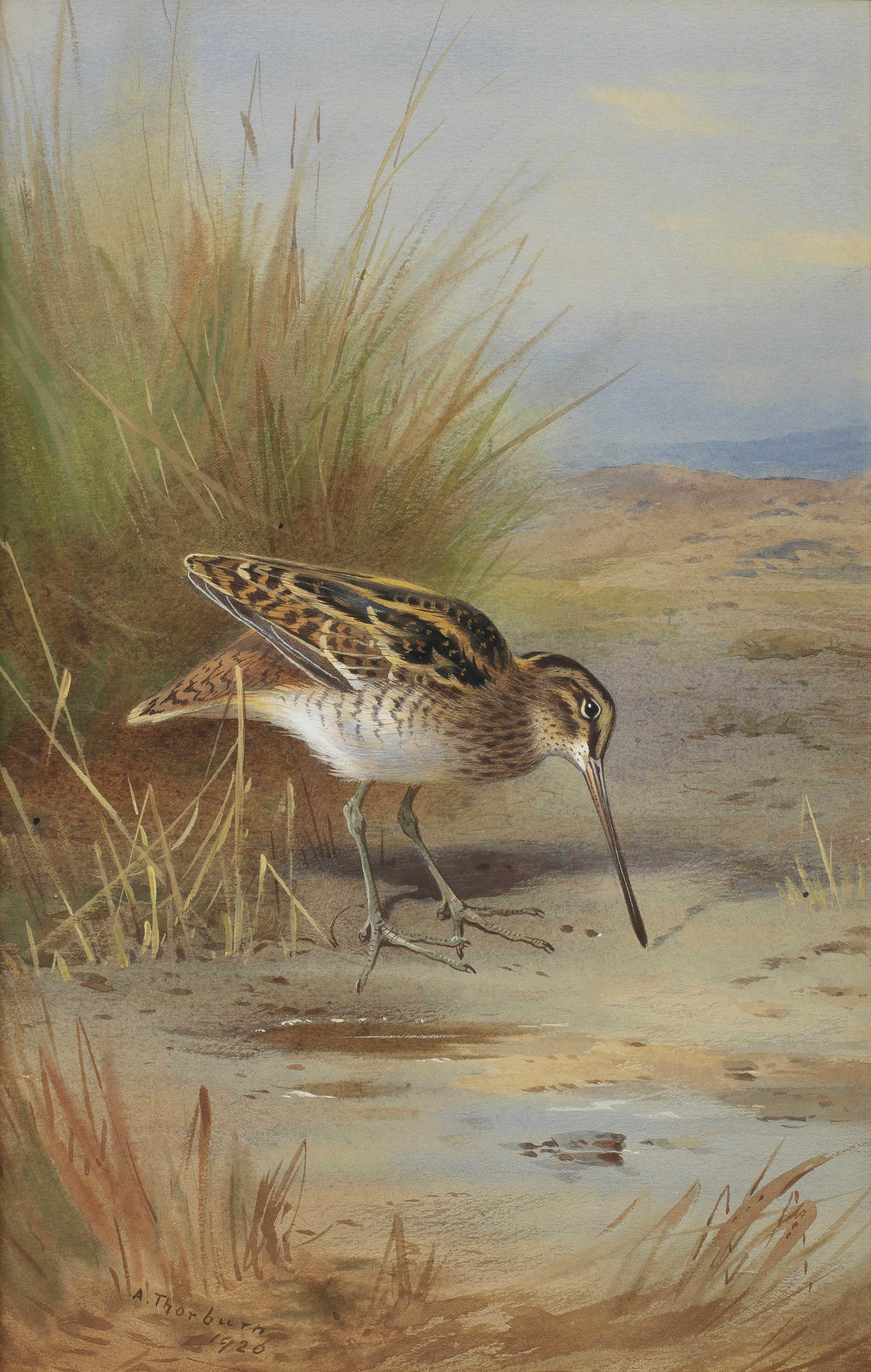 Archibald Thorburn Animal Painting - Snipe - Watercolour by Thorburn