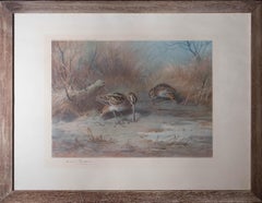 Vintage Archibald Thorburn (1860-1935) - 1923 Lithograph, Pair Of Snipe