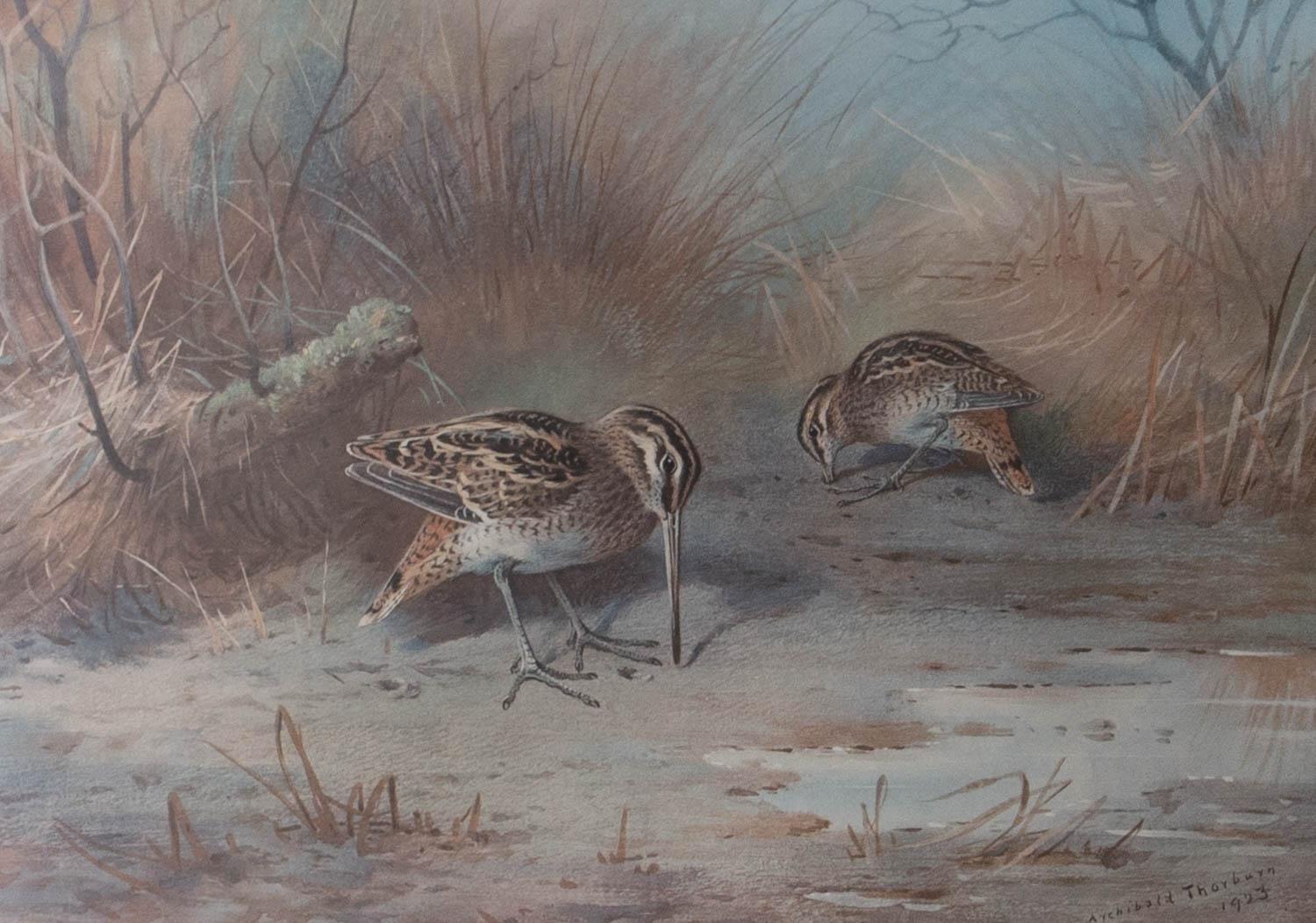 Archibald Thorburn (1860-1935)  Lithograph, Pair Of Snipe 2