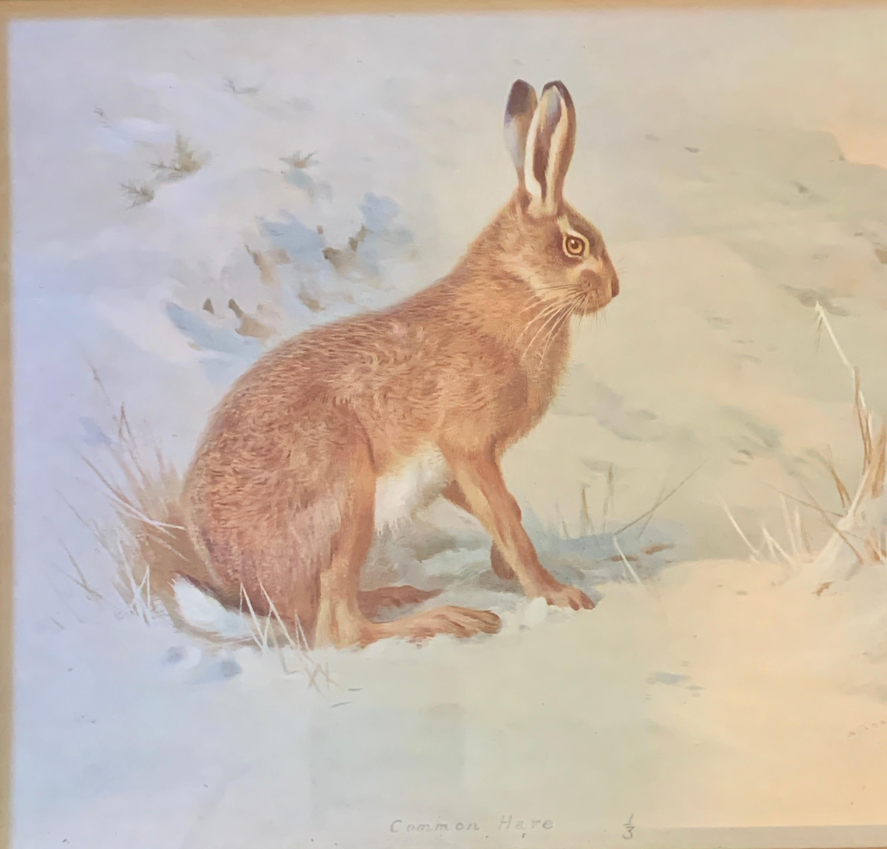 Inglés principios del siglo XX, Una liebre común  en un paisaje - Print de Archibald Thorburn