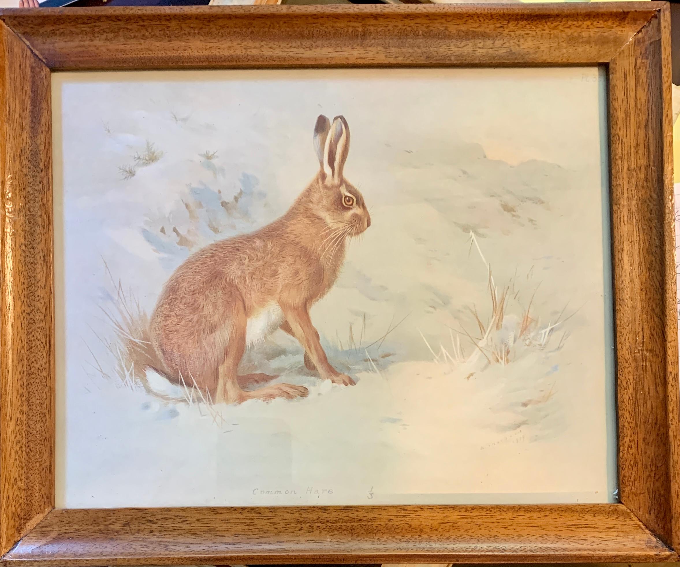 Archibald Thorburn Animal Print - English early 20th century, A Common Hare  in a landscape 