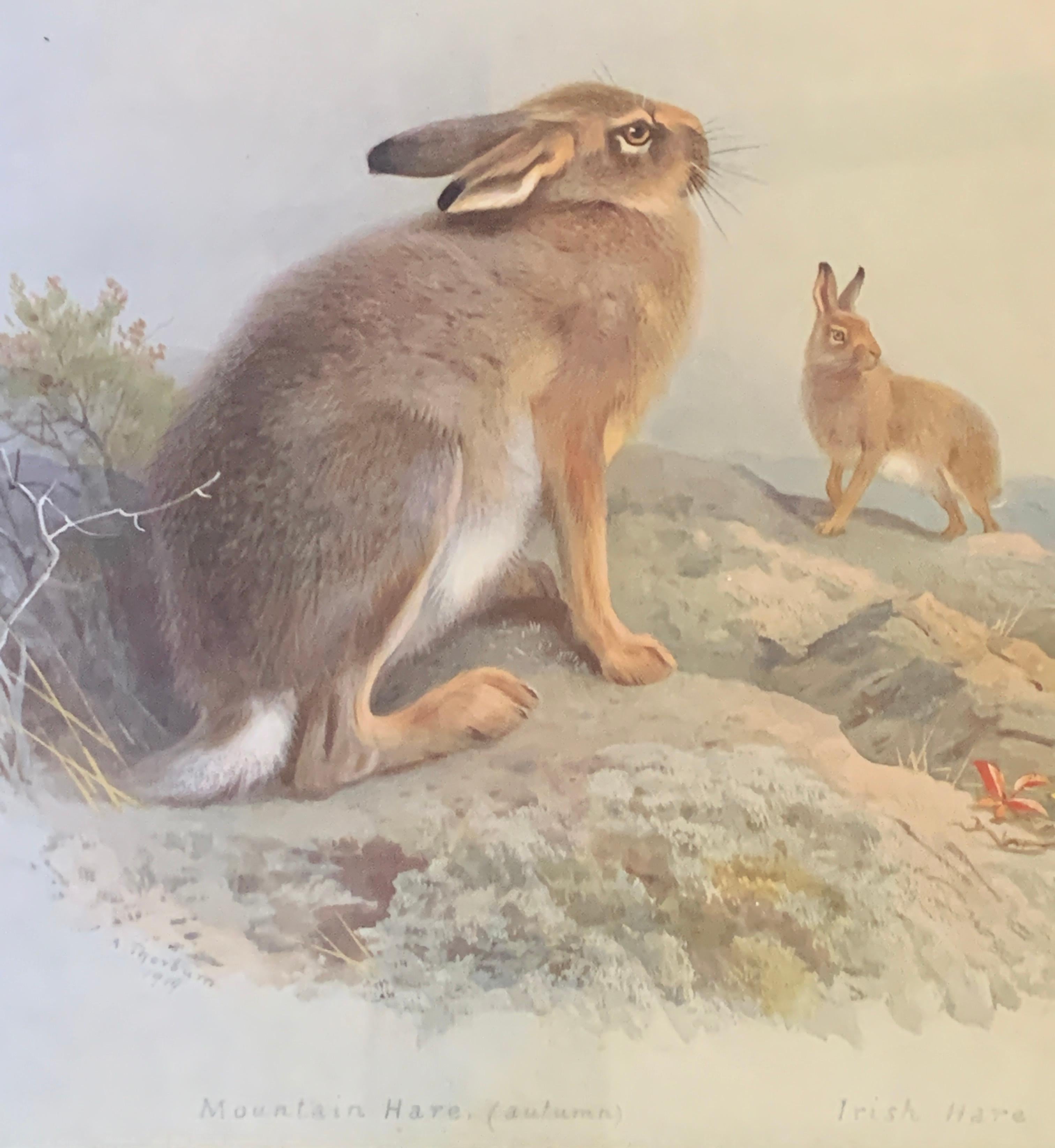 English early 20th century, An Irish Hare and a Mountain hare in a landscape  - Print by Archibald Thorburn
