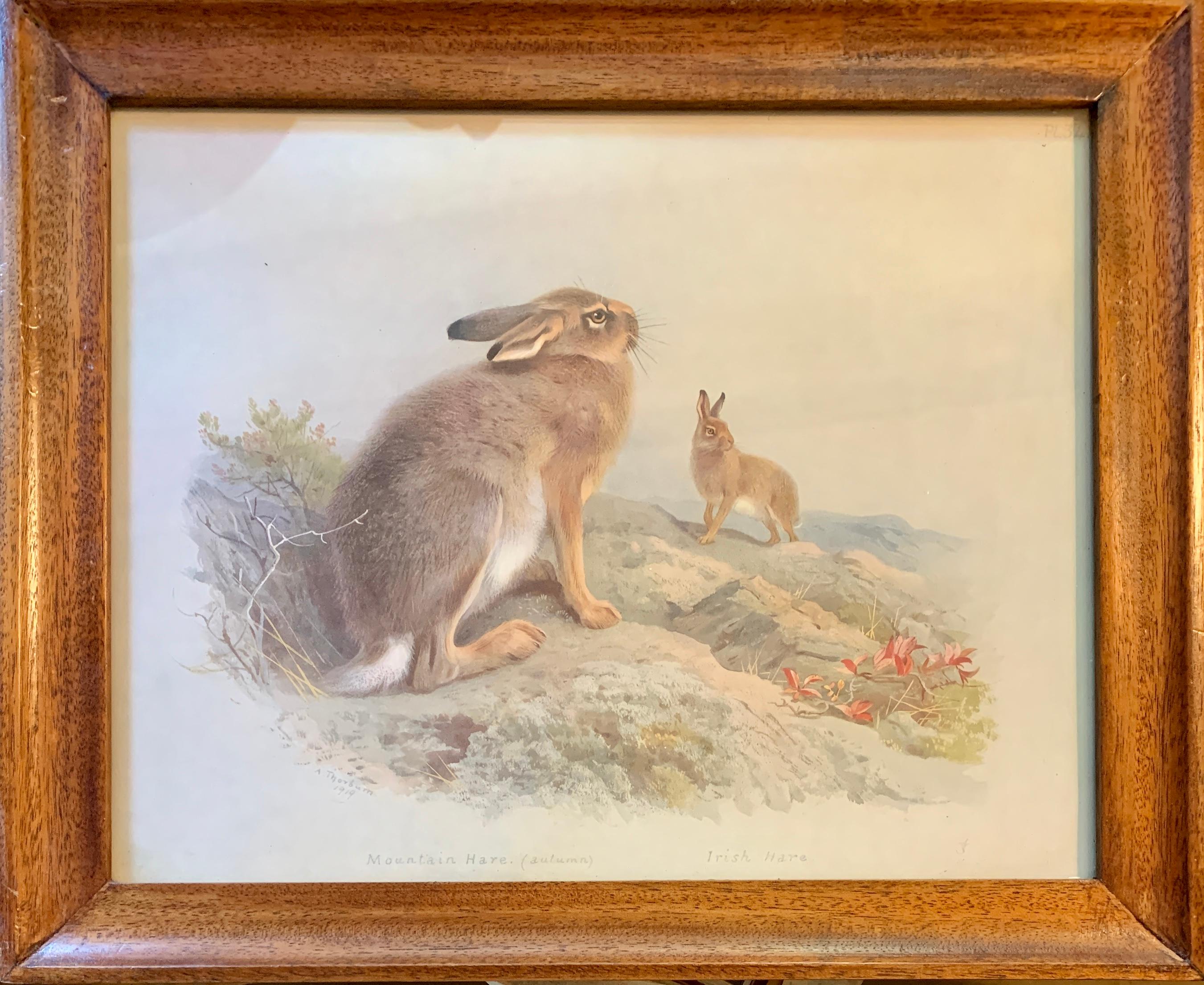 Archibald Thorburn Animal Print - English early 20th century, An Irish Hare and a Mountain hare in a landscape 