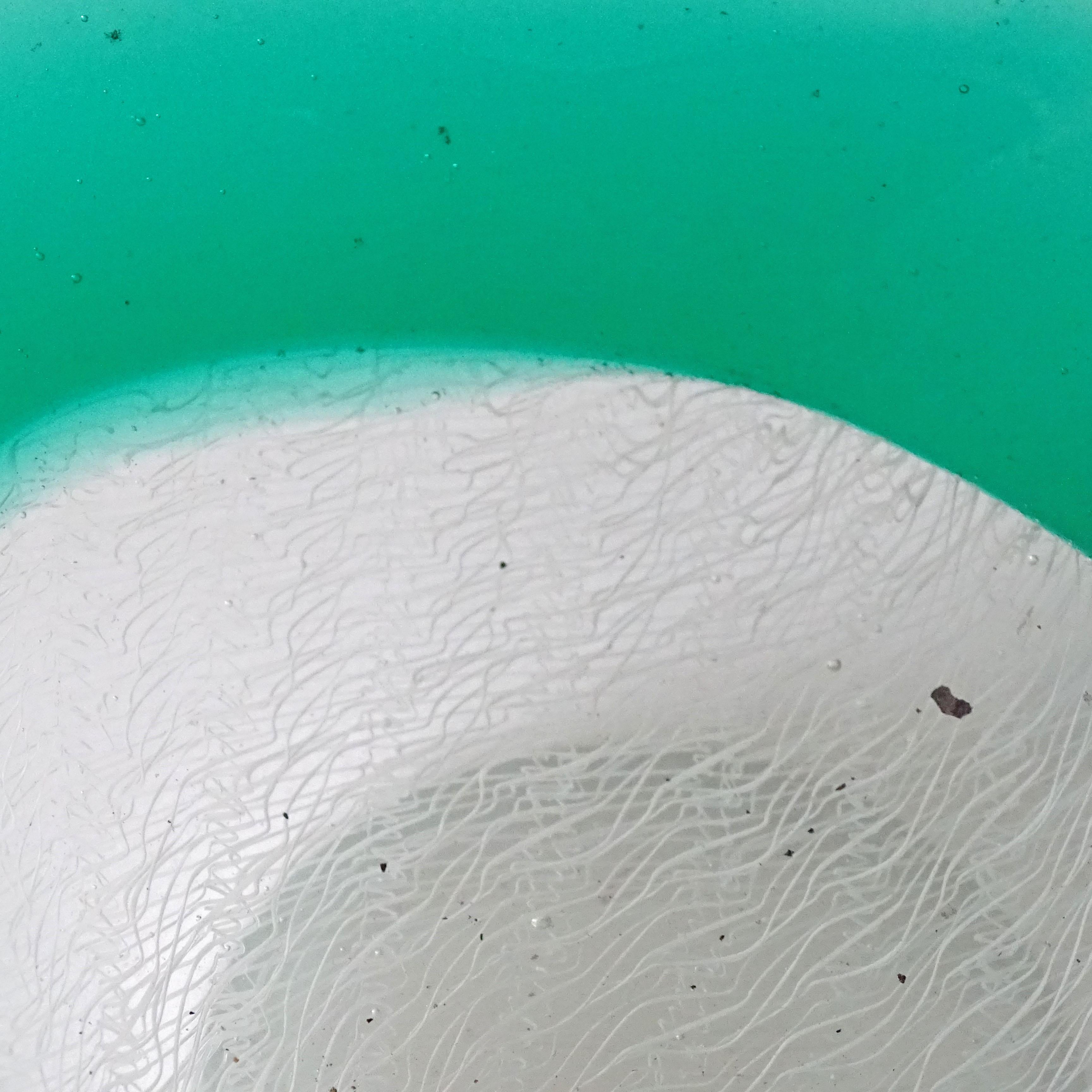 Vetro di Murano Archimede Seguso Murano 1954 Green White Merletto Posacenere in vetro di Murano in vendita