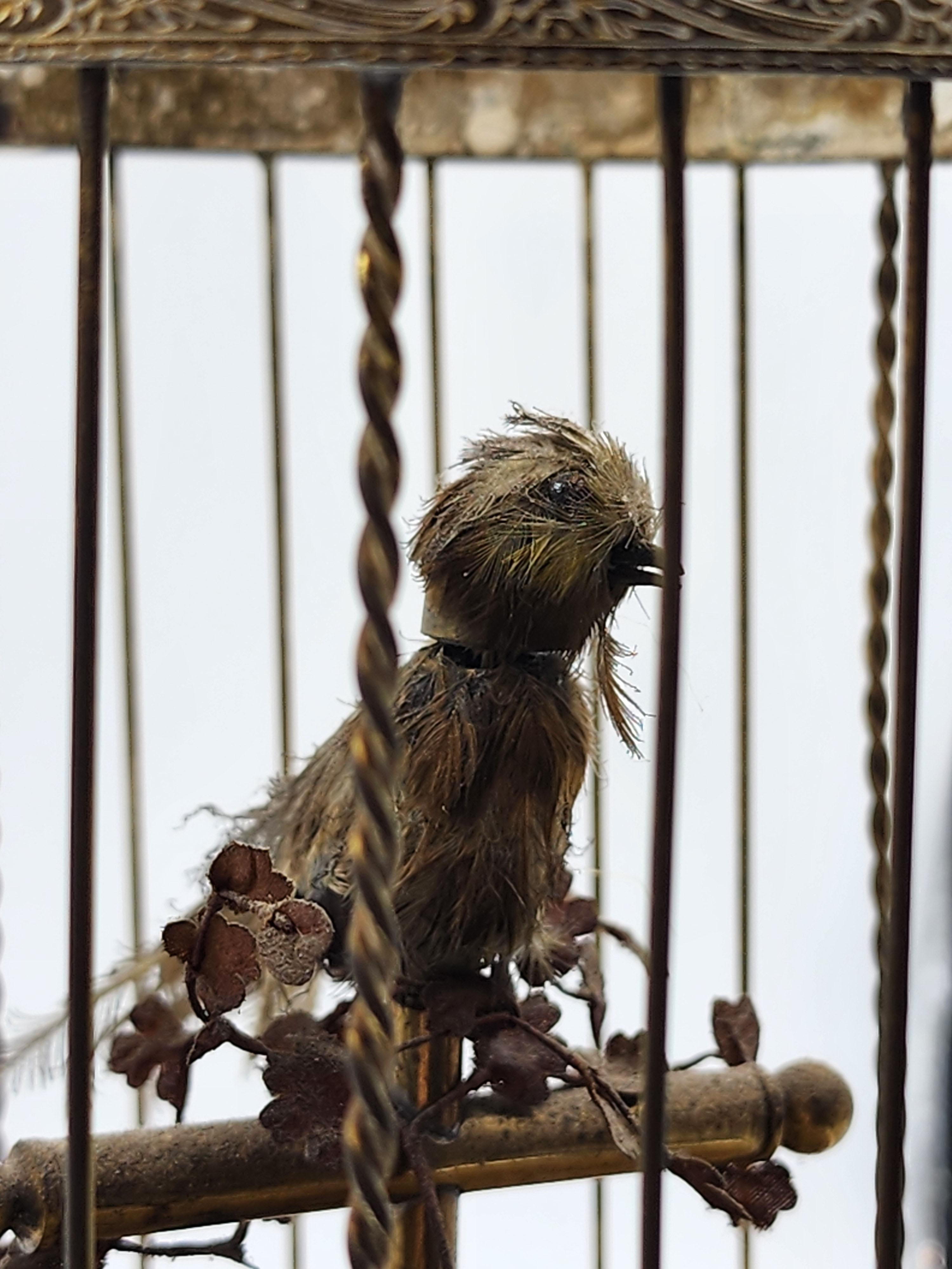 Cage ancienne avec oiseau automate chantant
Cet automate mécanique français vintage à l'oiseau chanteur est un bel objet de collection qui ajoutera du charme à n'importe quelle pièce. Fabriqué en France, il date d'avant 1900 et témoigne du