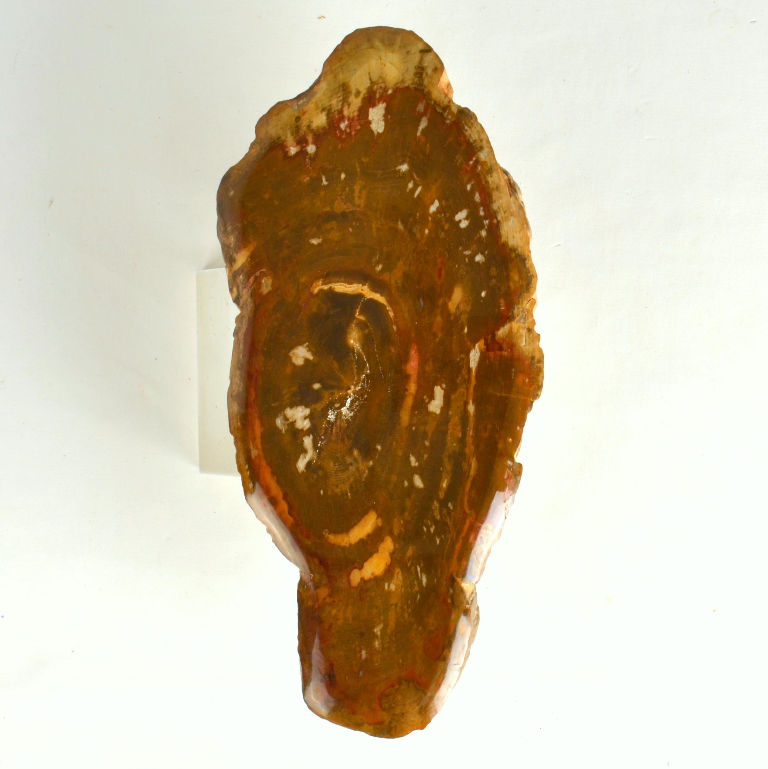 European Architectural Push Pull Door Handle in Petrified Wood For Sale