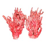 Fabulous Red Coral Trees