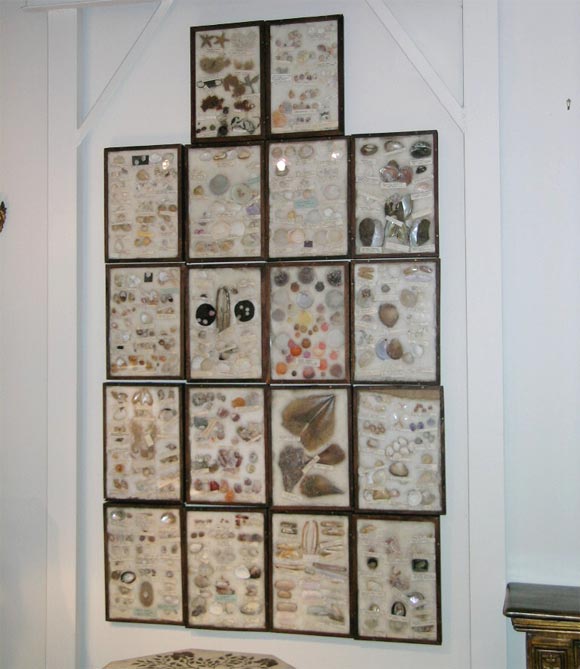Boxed seashell collection