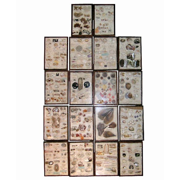 Boxed seashell collection