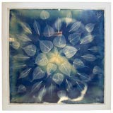 Untitled Cyanotype Untitled Cyanotype