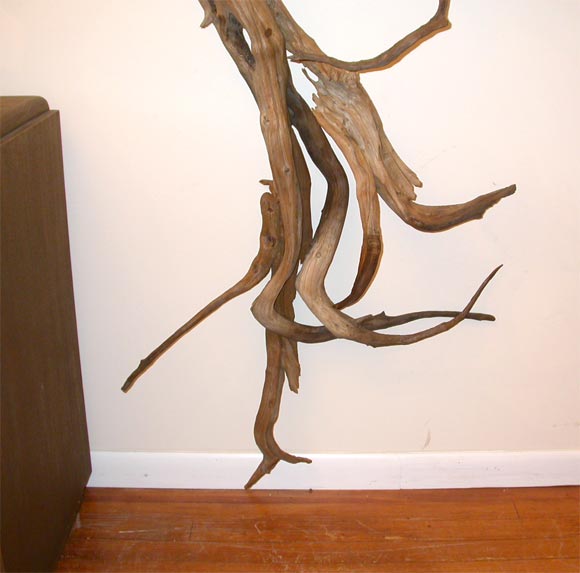 American Spectacular Pair of large Driftwood console Tables