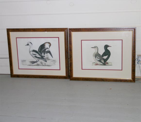 Pair of hand-colored bird engravings.  Each plate is numbered and details name of birds.  Signed P. Welby or P. Helby.   Handsomely framed in burled yew wood.