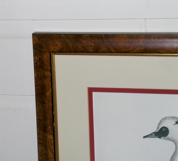 American Pair of Bird Engravings For Sale