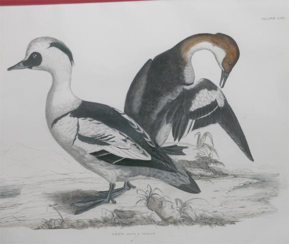 20th Century Pair of Bird Engravings For Sale