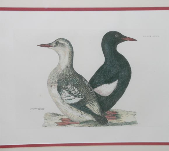 Pair of Bird Engravings For Sale 1