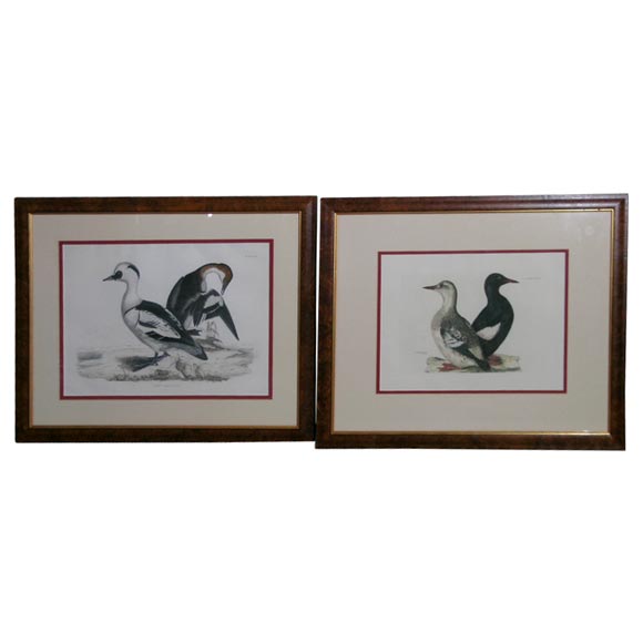 Pair of Bird Engravings For Sale