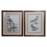Vintage Pair of Bird Engravings