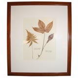 Set of 4 Beautifully Framed Pressed Leaves and Flowers