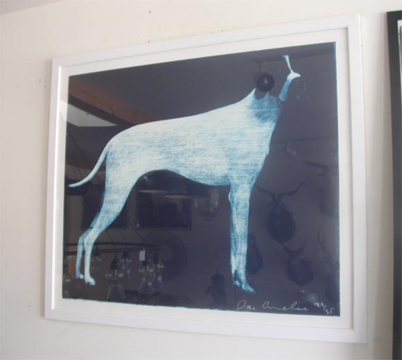 Blue Dog