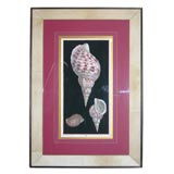 Studio Puck "Sea Shell" Etching