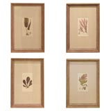 Set of Four Algae and Seaweed Engravings