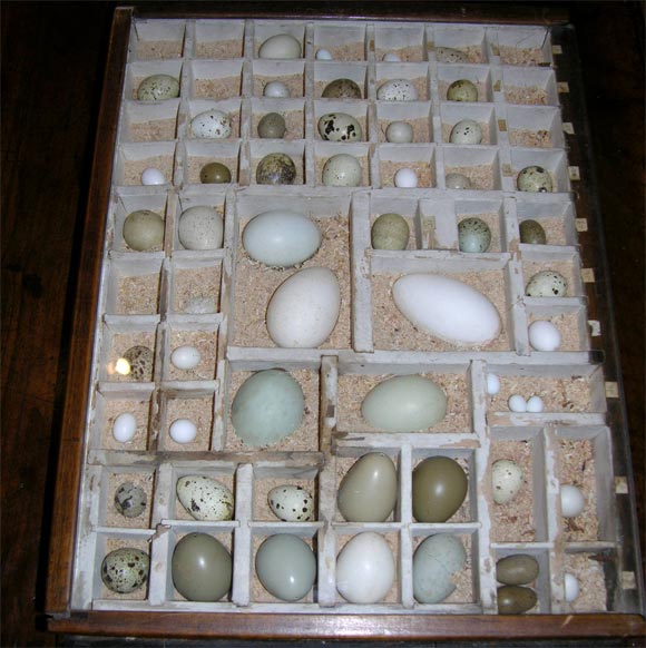 Egg Collection 1
