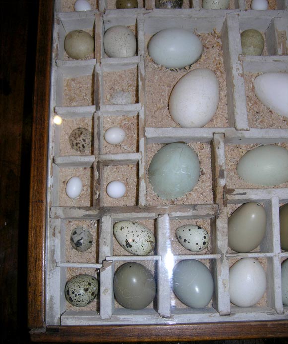 Egg Collection 2