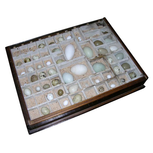 Egg Collection