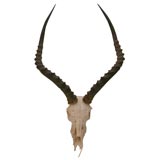 Old Skull and Beautiful Horns