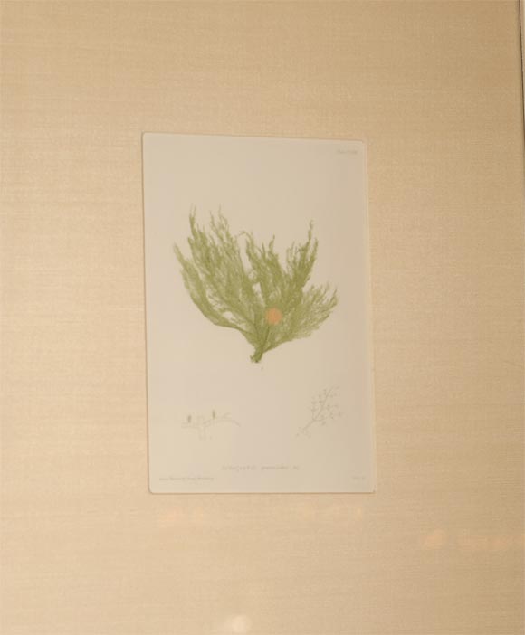 Set of Six Hand Colored Engravings of Seaweed 3