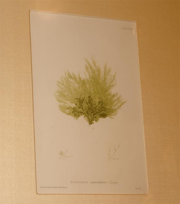 English Set of Six Hand Colored Engravings of Seaweed