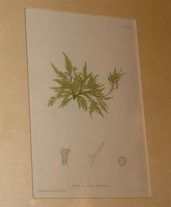 Contemporary Set of Six Hand Colored Engravings of Seaweed