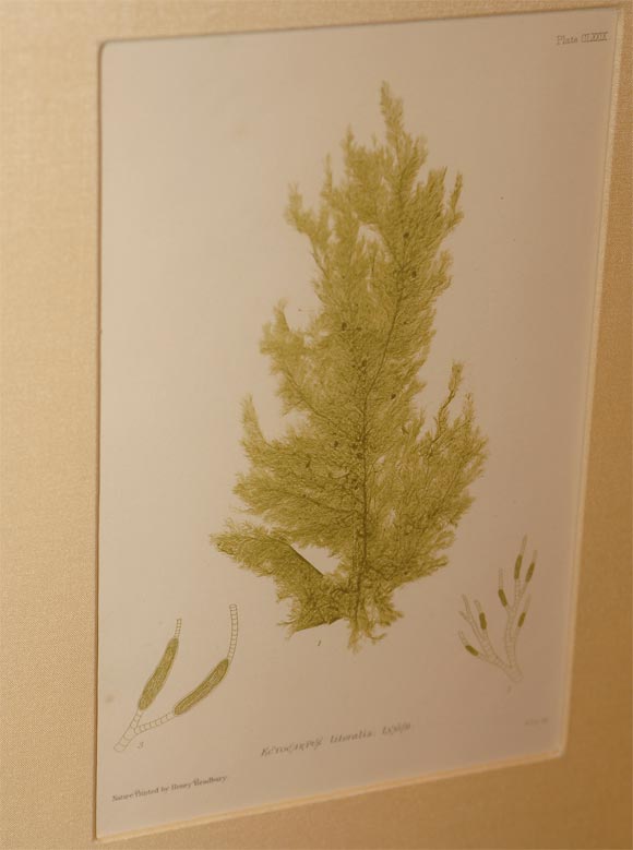 Silver Leaf Set of Six Hand Colored Engravings of Seaweed
