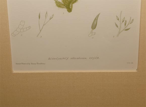 Set of Six Hand Colored Engravings of Seaweed 1