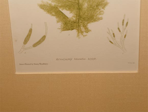Set of Six Hand Colored Engravings of Seaweed 2