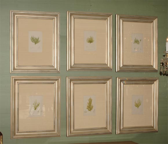 Set of Six Hand Colored Engravings of Seaweed in Chartreuse Green with Numbered Detailed Cross Sections, Printed in London by Henry Bradbury, with Silk Mats and Hand Carved Bollecion Moulding Frames in Silver Leaf.