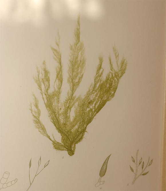 Set of Six Hand Colored Engravings of Seaweed 5