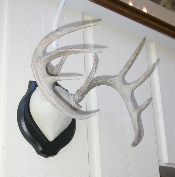 A Symmetrical 10 Point Buck Head Mount from Montauck Long Island NY.Mounted  on an ebony hand carved wooden base,the center of the base is covered in white glove soft leather.
Would Score as a Trophy in Boone & Crockett Club.