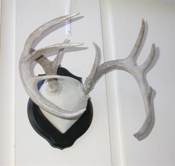 White Tail Deer Antlers, In Excellent Condition In Bellport, NY